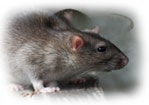 Дератизация помещения озоном. 8 (926) 229-02-02, заказать уничтожение (выведение) крыс, мышей.